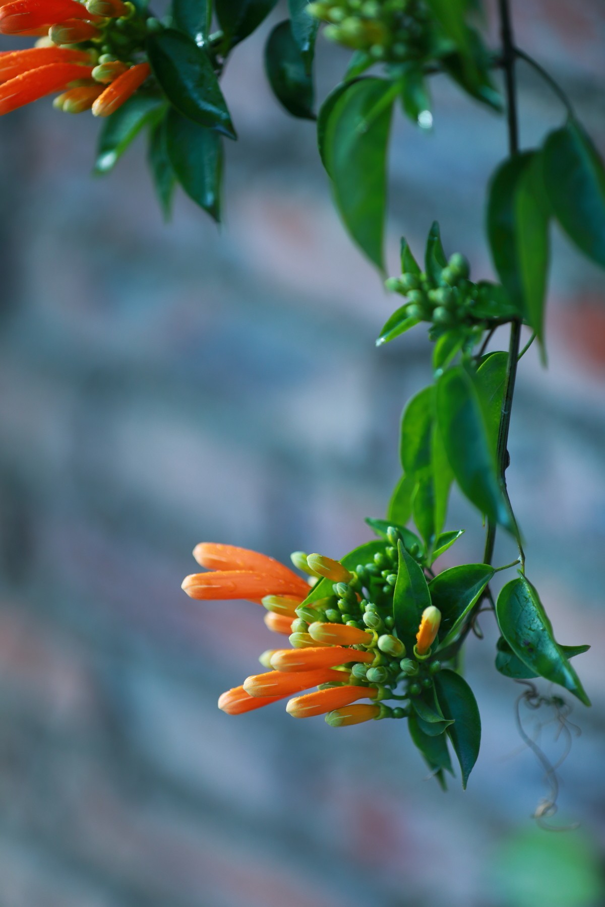 炮仗花含苞待放