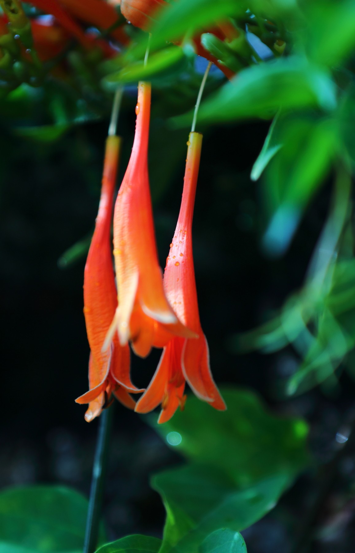 炮仗花含苞待放