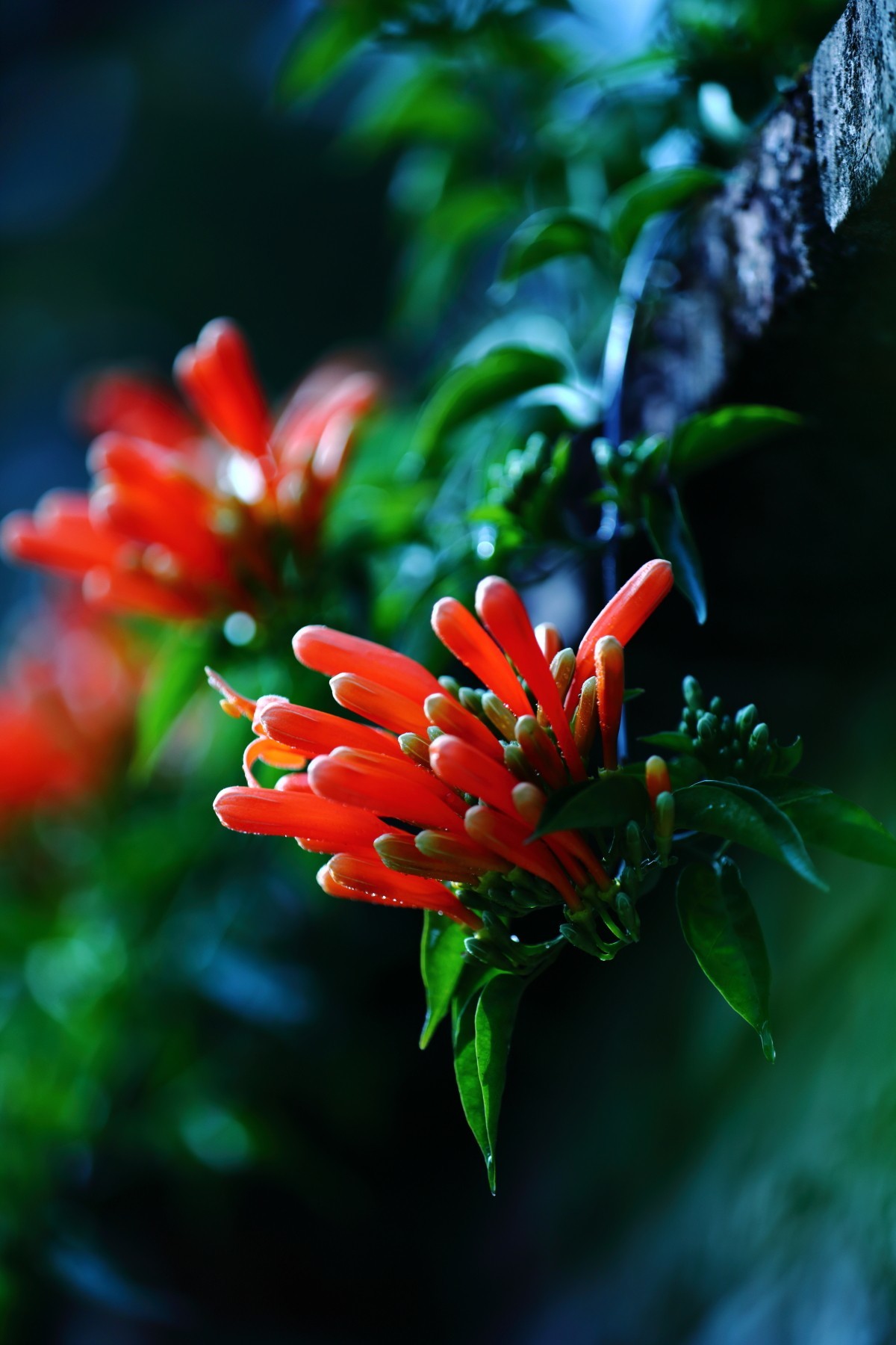 炮仗花含苞待放