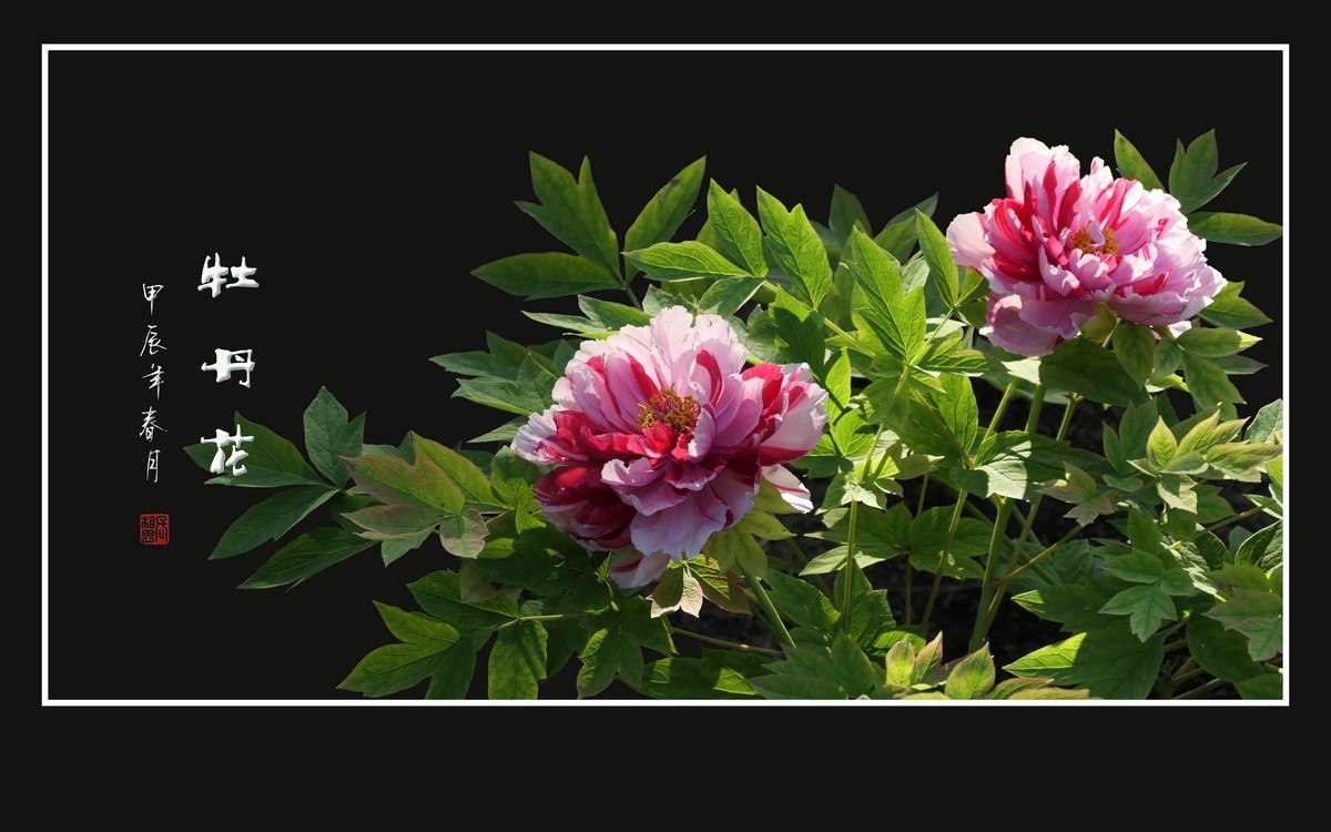 富贵花开真国色，秀美花王唯牡丹