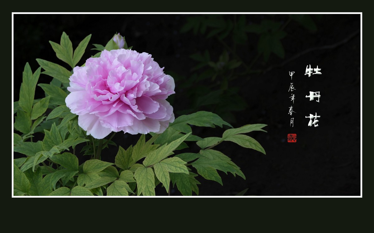 富贵花开真国色，秀美花王唯牡丹