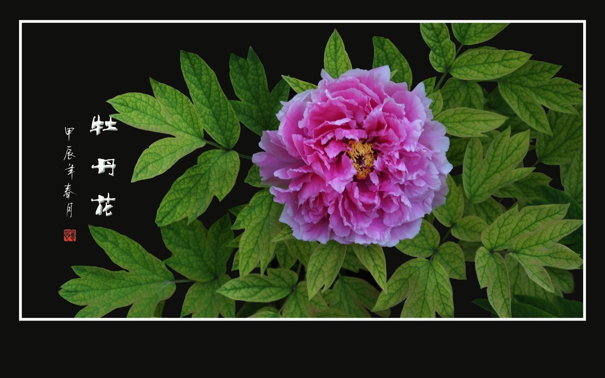 富贵花开真国色，秀美花王唯牡丹