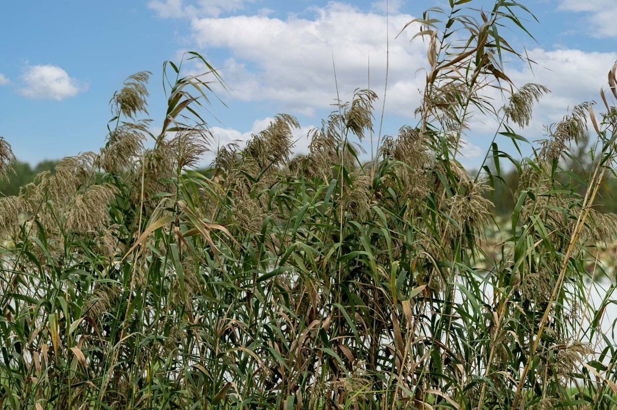 庐州印象（395）三河湿地公园