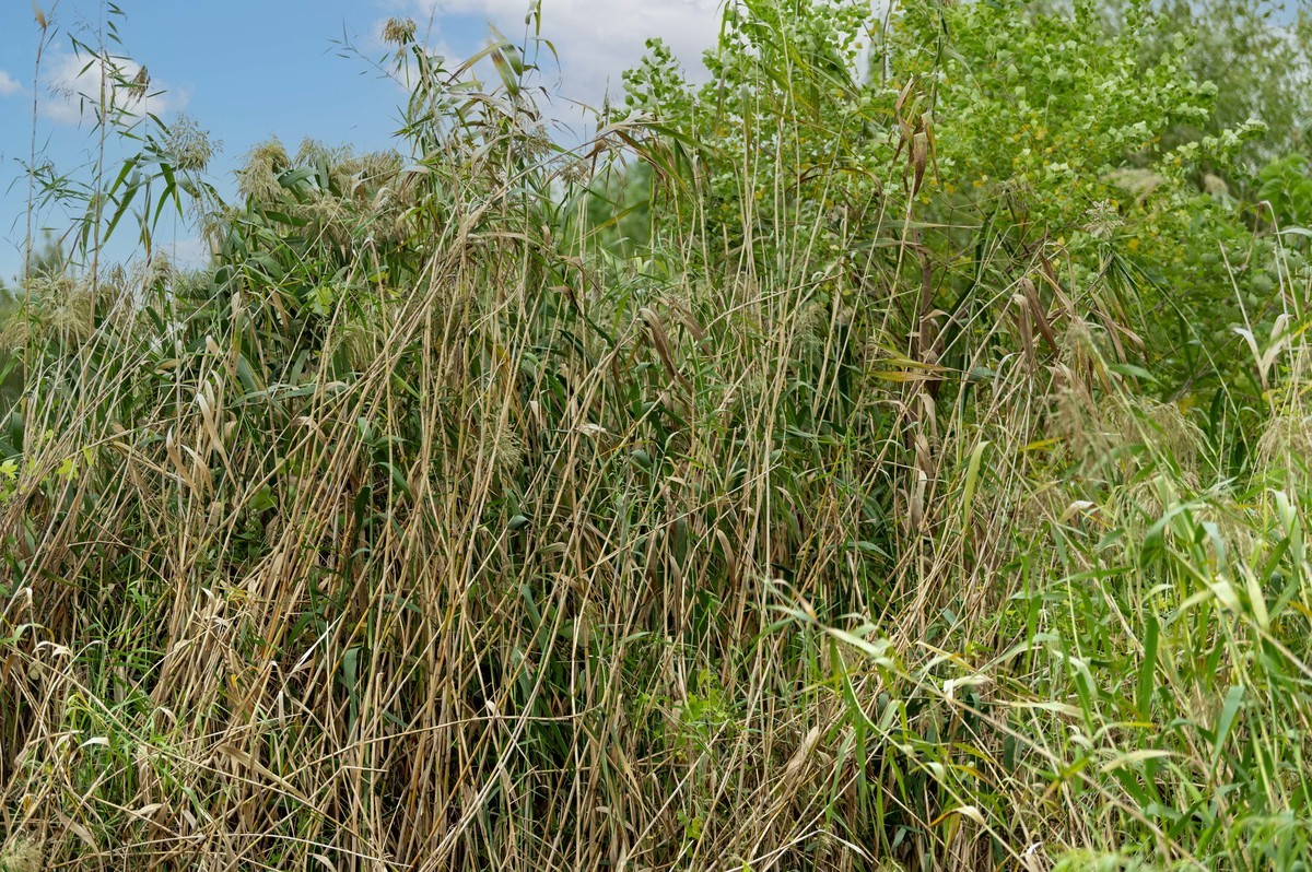 庐州印象（395）三河湿地公园