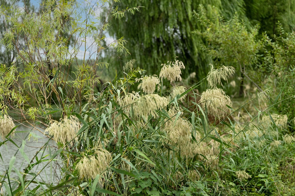 庐州印象（395）三河湿地公园