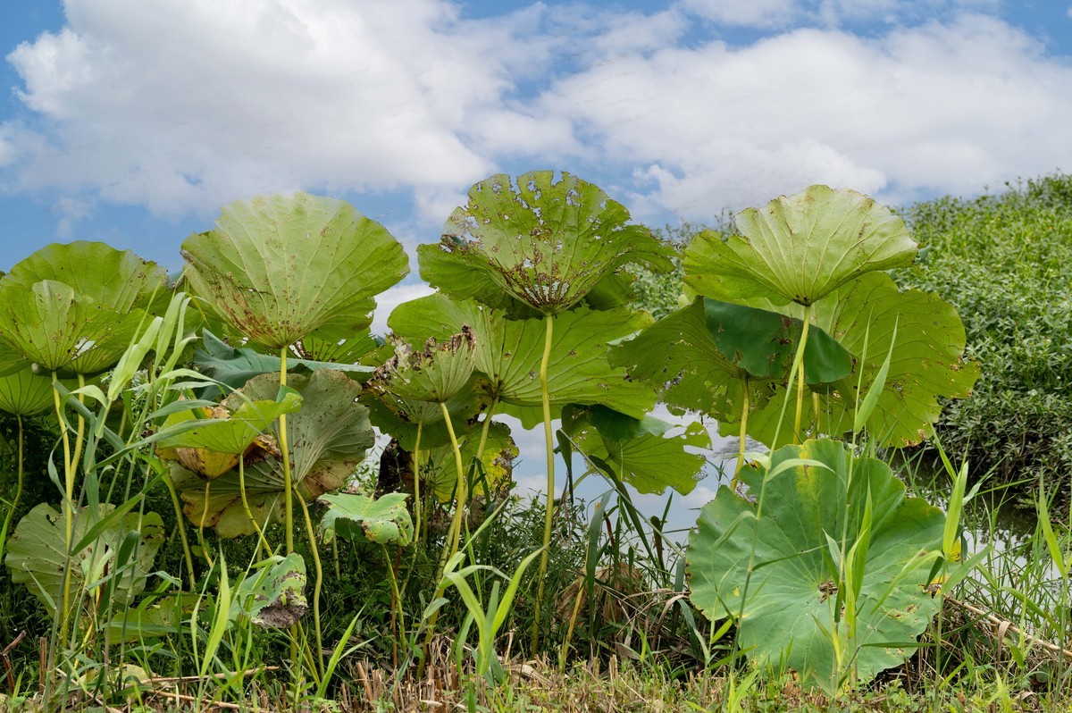 庐州印象（395）三河湿地公园
