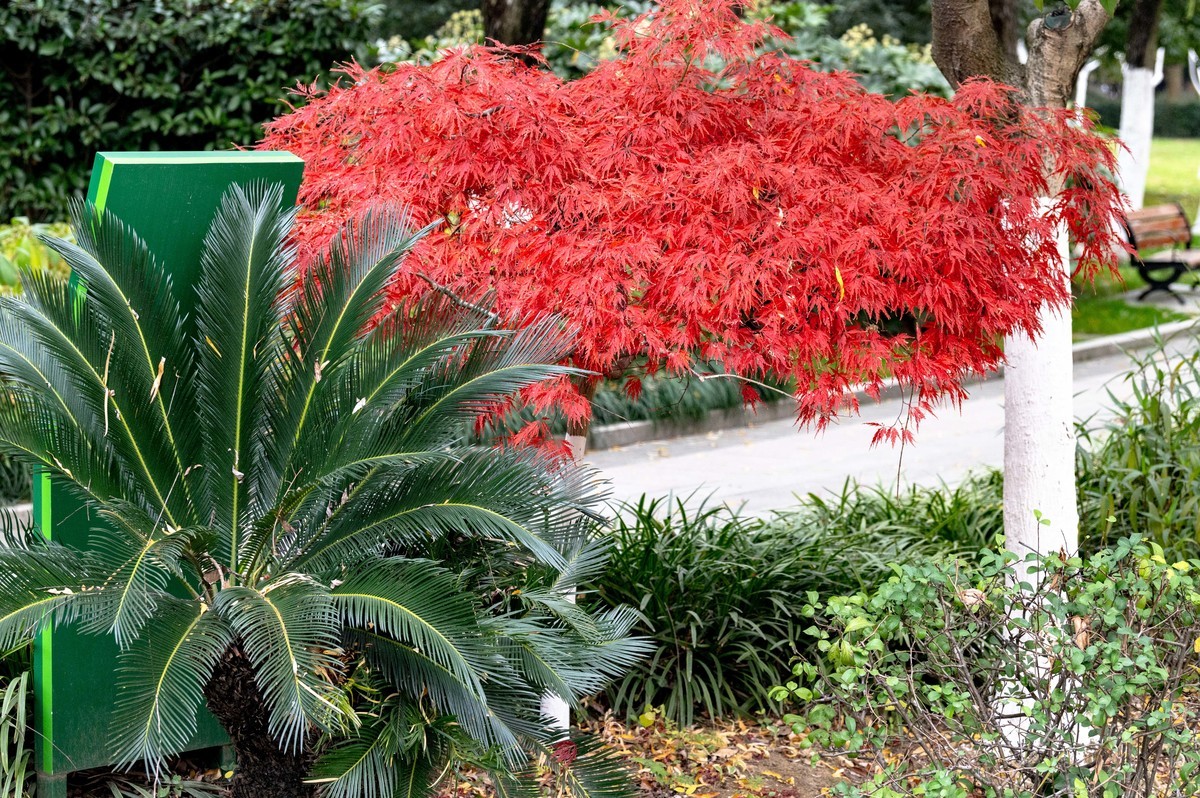 庐州印象（420）望湖城市政公园