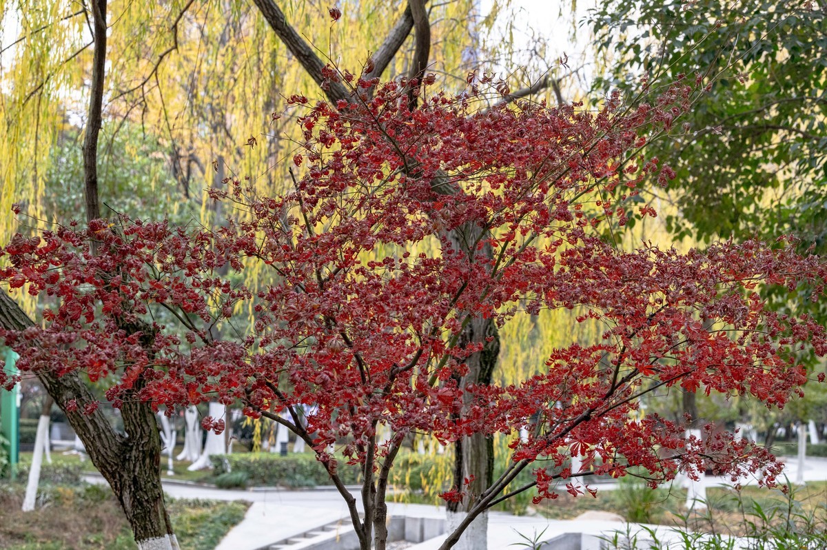 庐州印象（420）望湖城市政公园