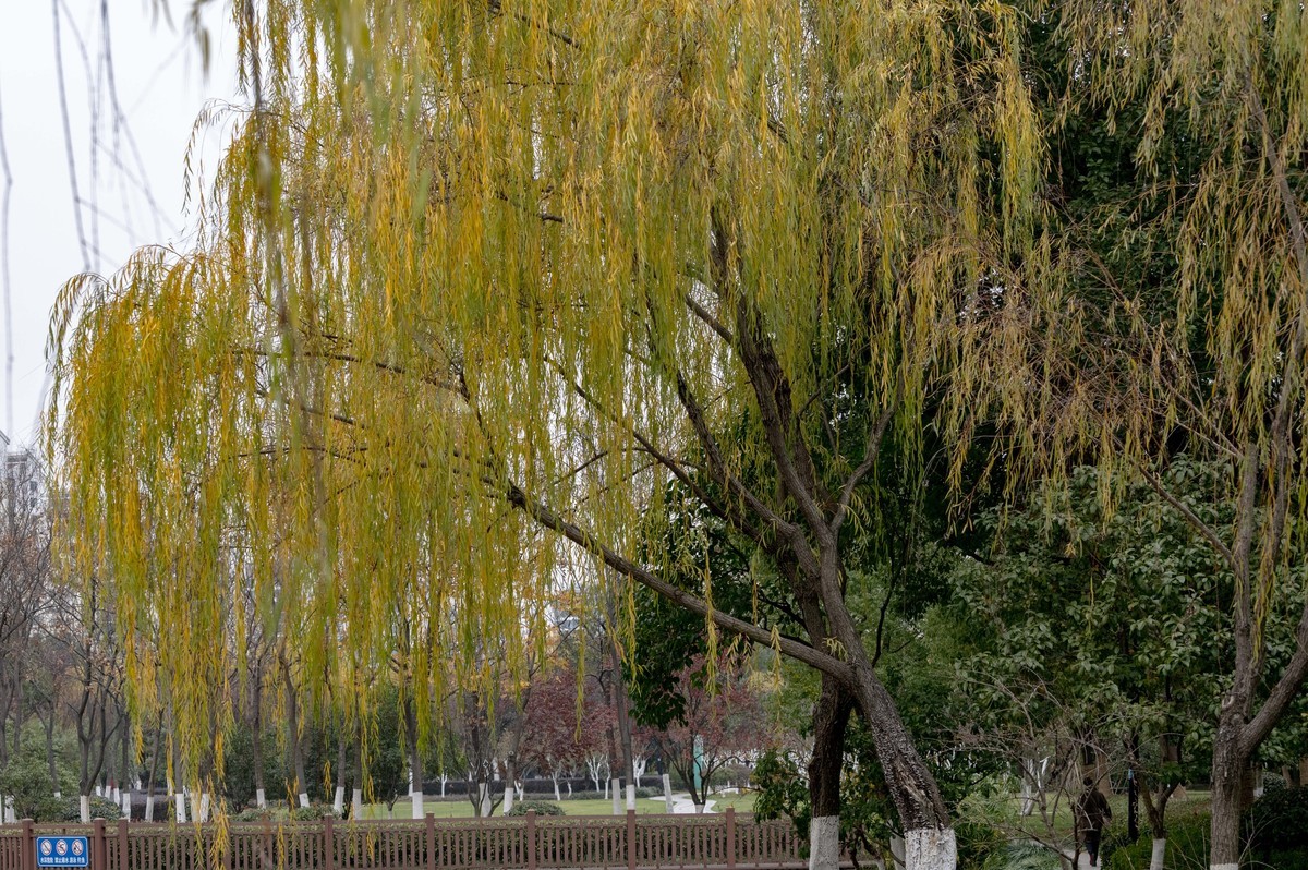 庐州印象（420）望湖城市政公园