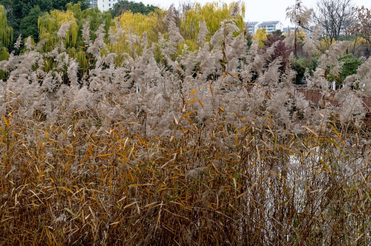庐州印象（420）望湖城市政公园