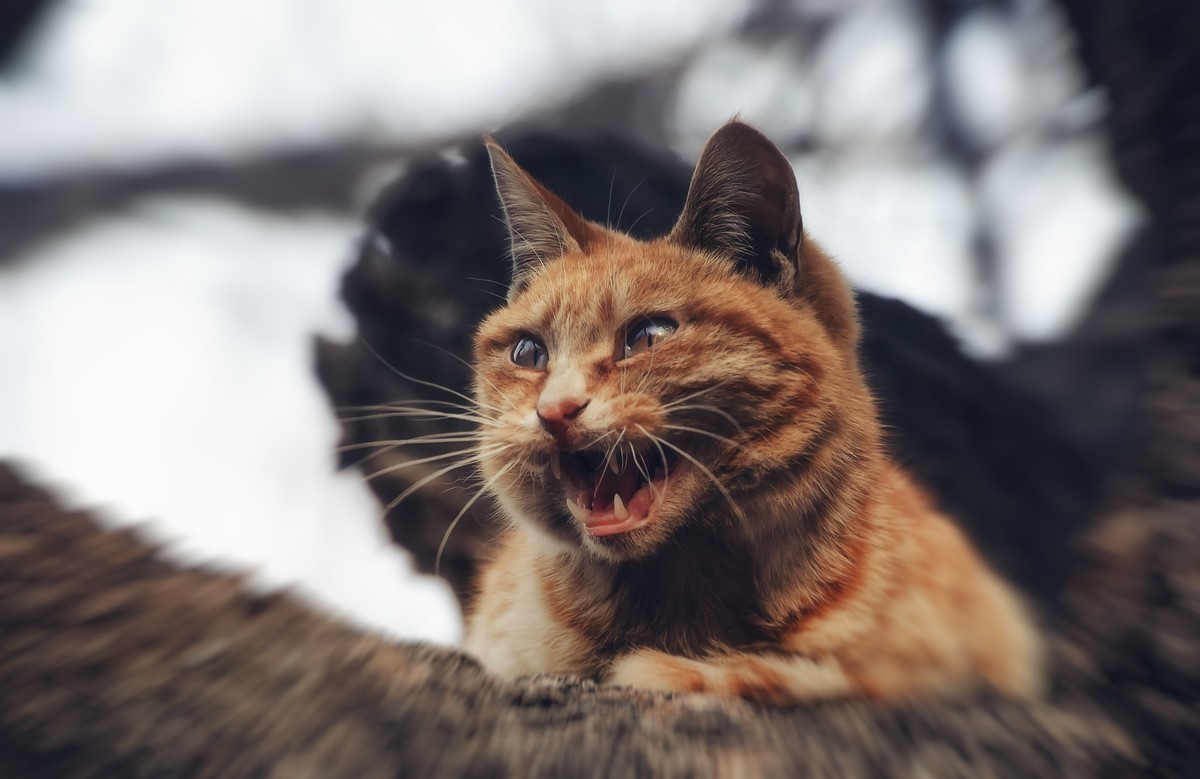 尼康D40 + 腾龙大变焦 阴天试拍 感觉高感杠杠滴....