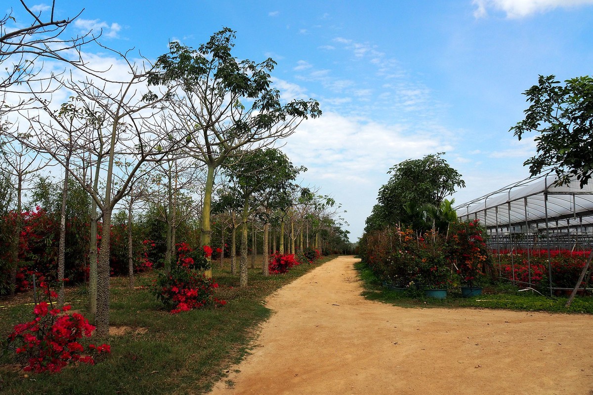 海南昌江三角梅种植园7