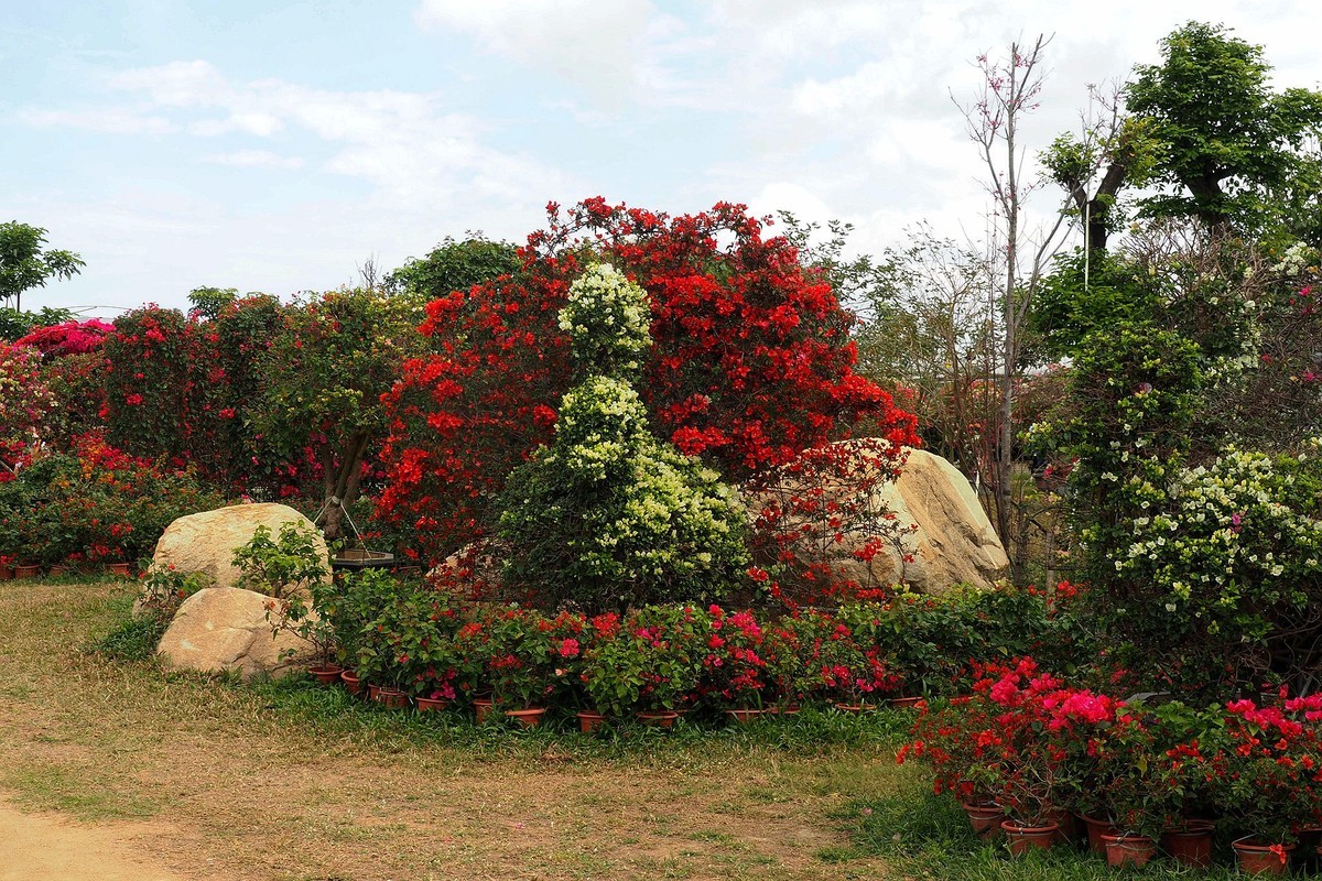 海南昌江三角梅种植园7