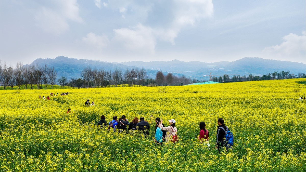油菜花开好踏春