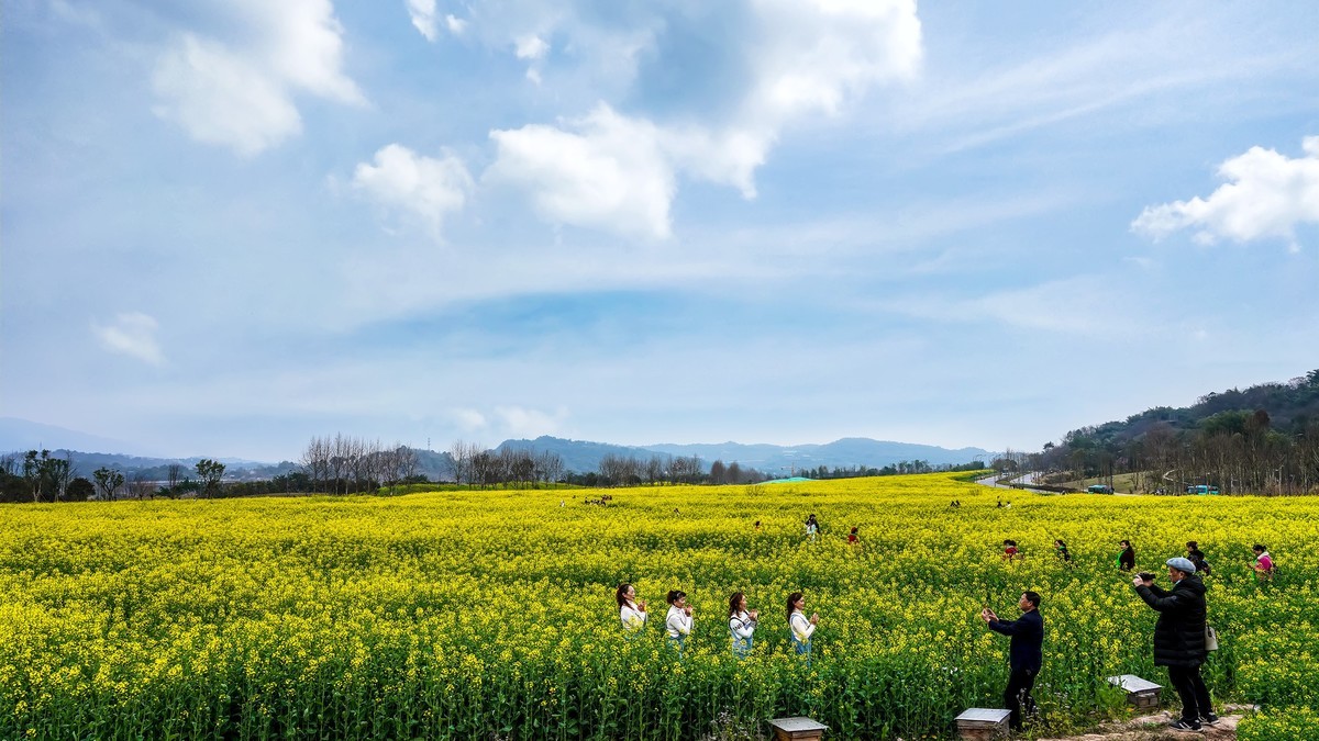 油菜花开好踏春