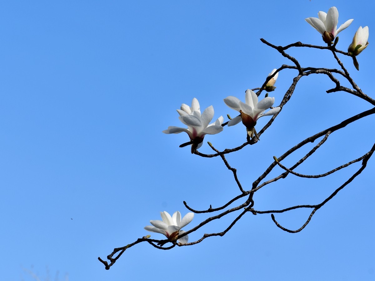 【视觉光影】玉兰花开（2）