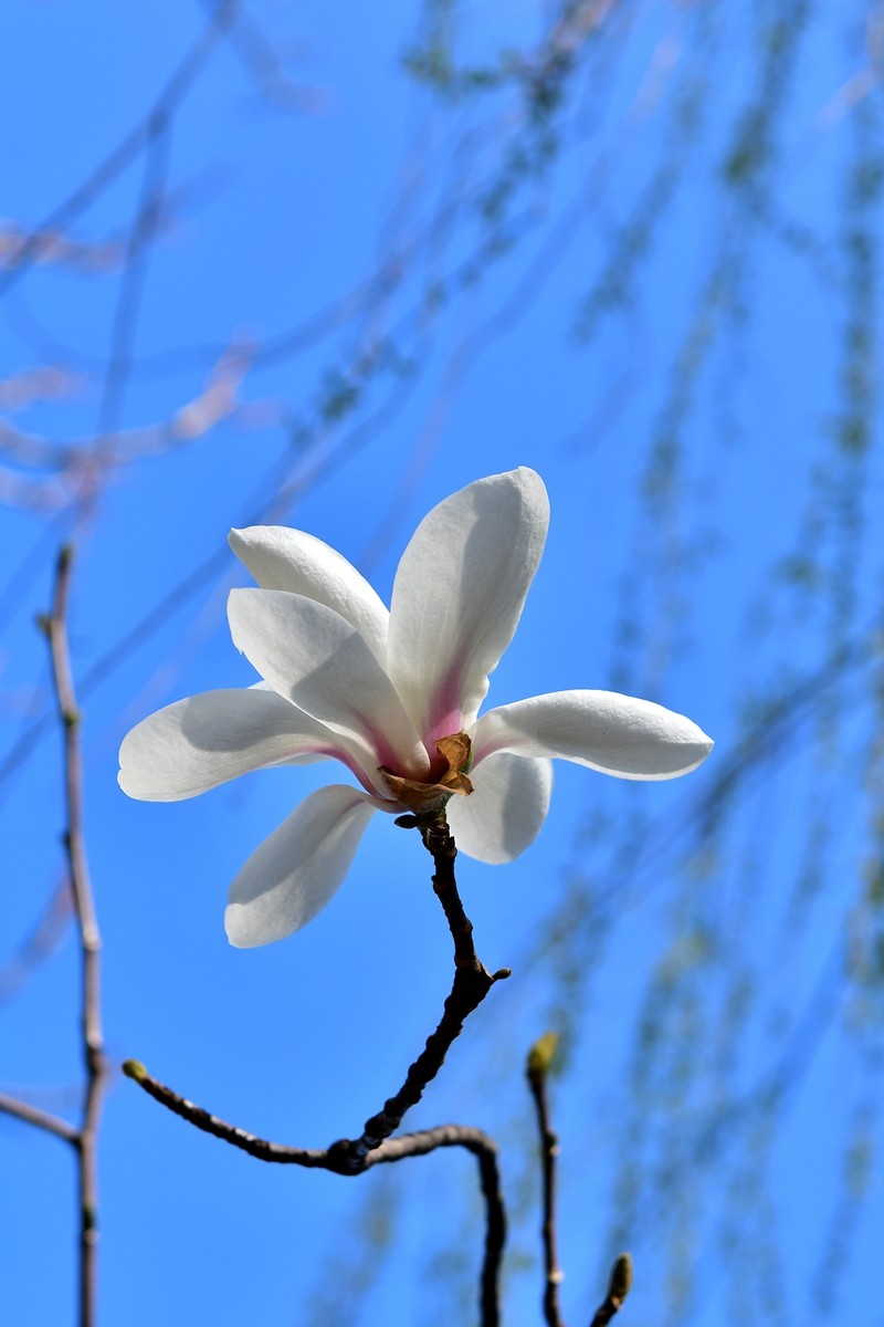 【视觉光影】玉兰花开（2）