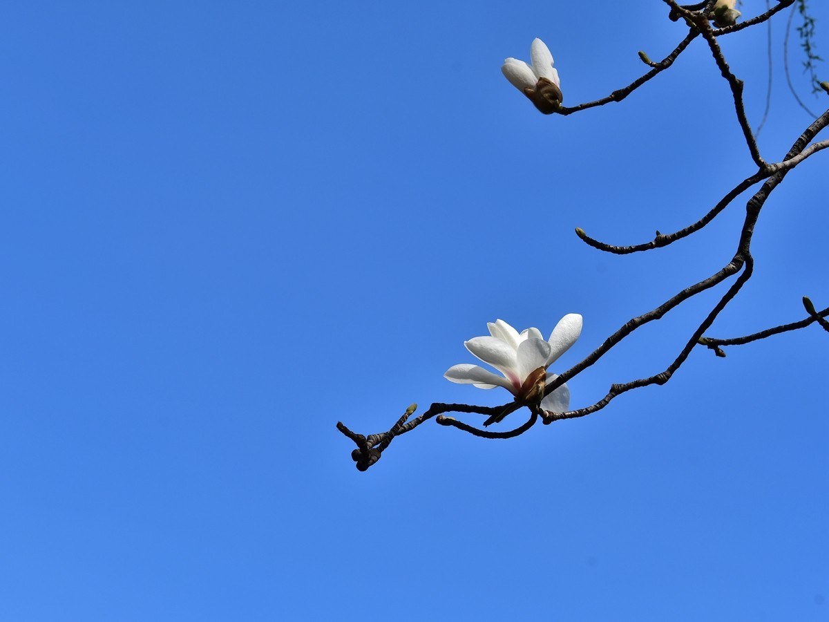 【视觉光影】玉兰花开（2）