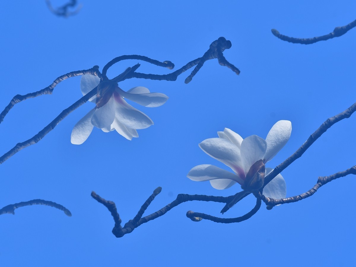 【视觉光影】玉兰花开（2）