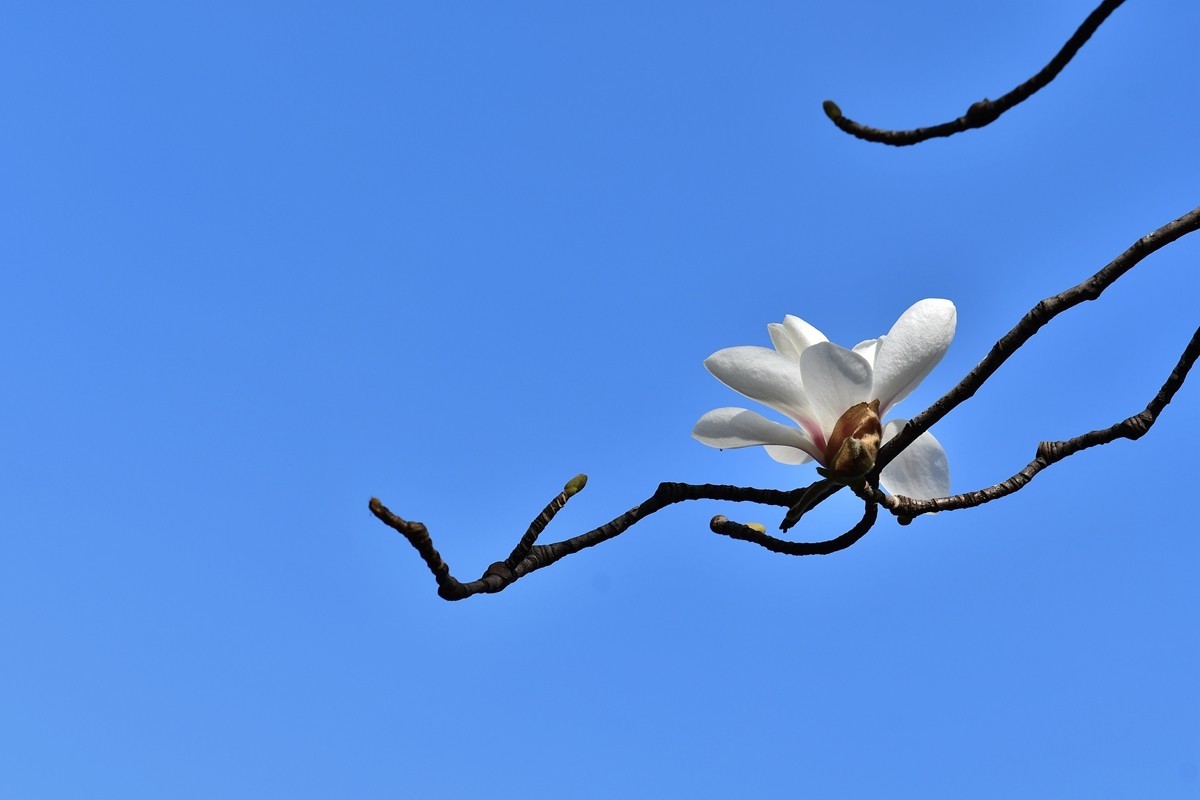 【视觉光影】玉兰花开（2）