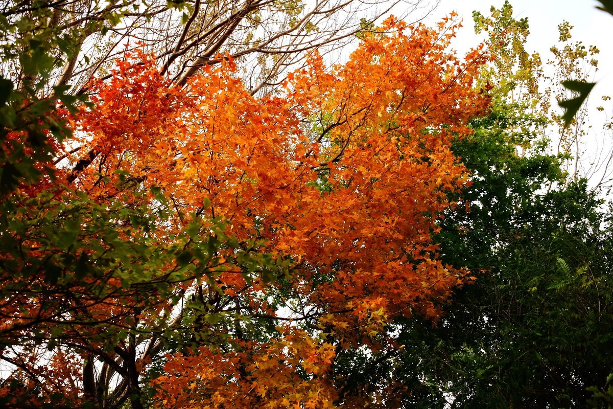 明湖广场秋意浓