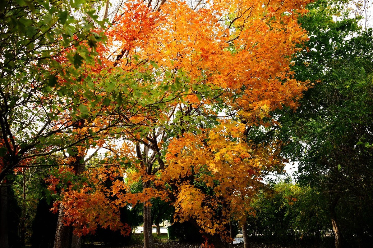明湖广场秋意浓
