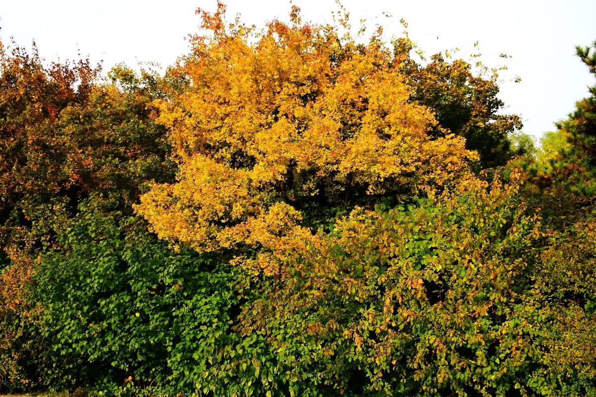 明湖广场秋意浓