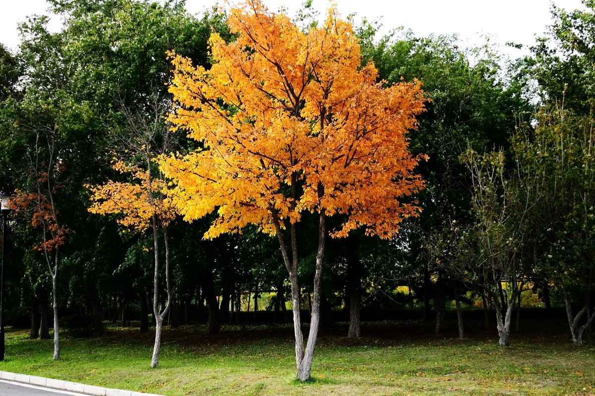 明湖广场秋意浓