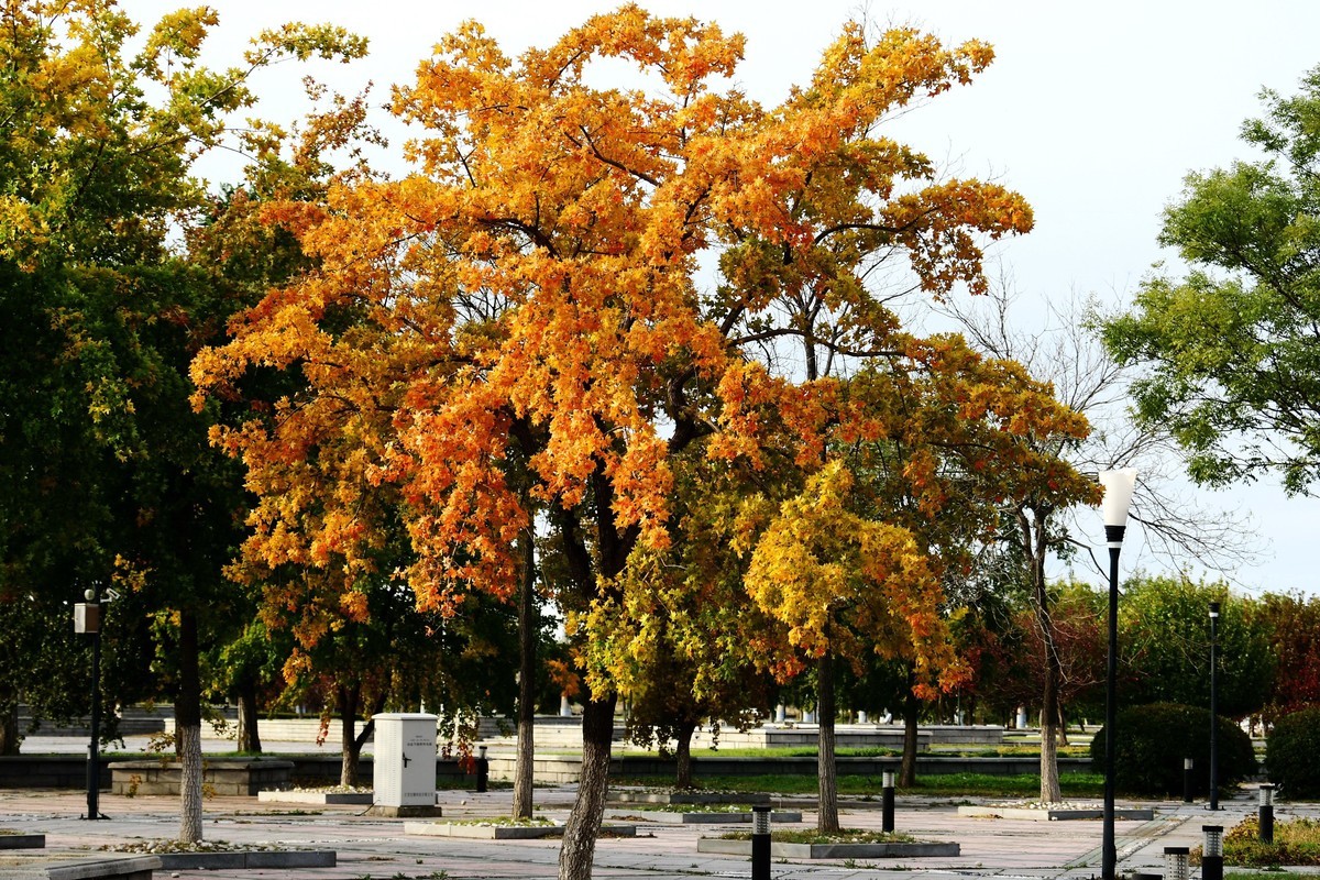 明湖广场秋意浓