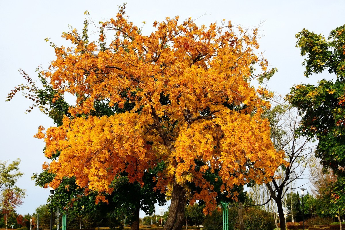 明湖广场秋意浓