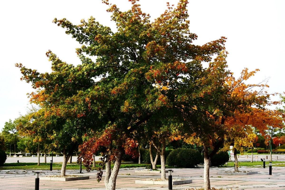 明湖广场秋意浓