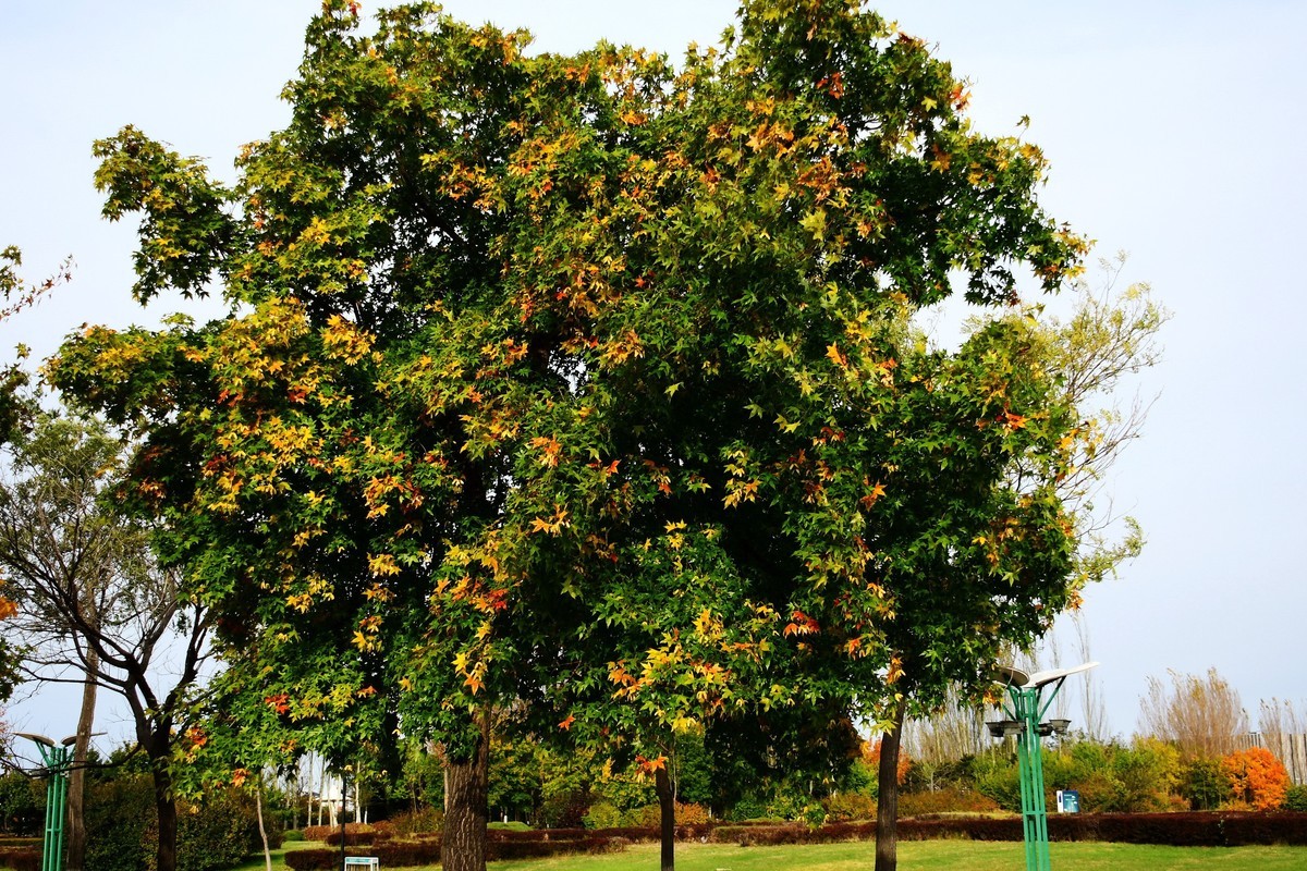 明湖广场秋意浓