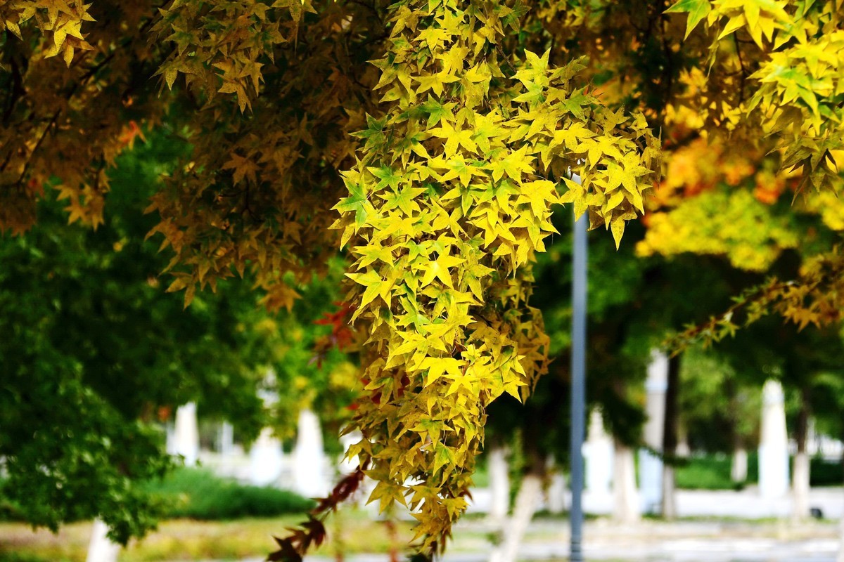 明湖广场秋意浓