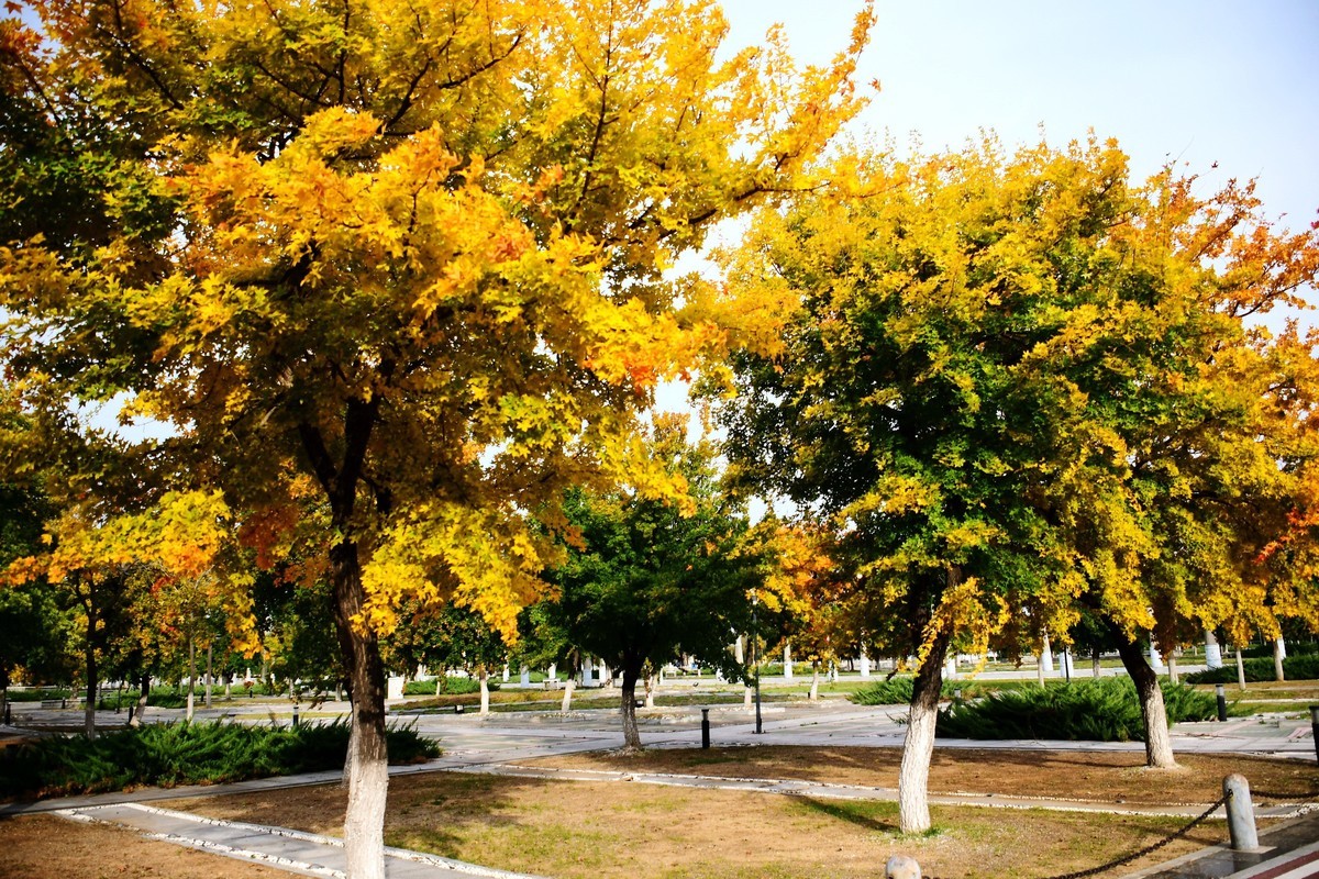 明湖广场秋意浓