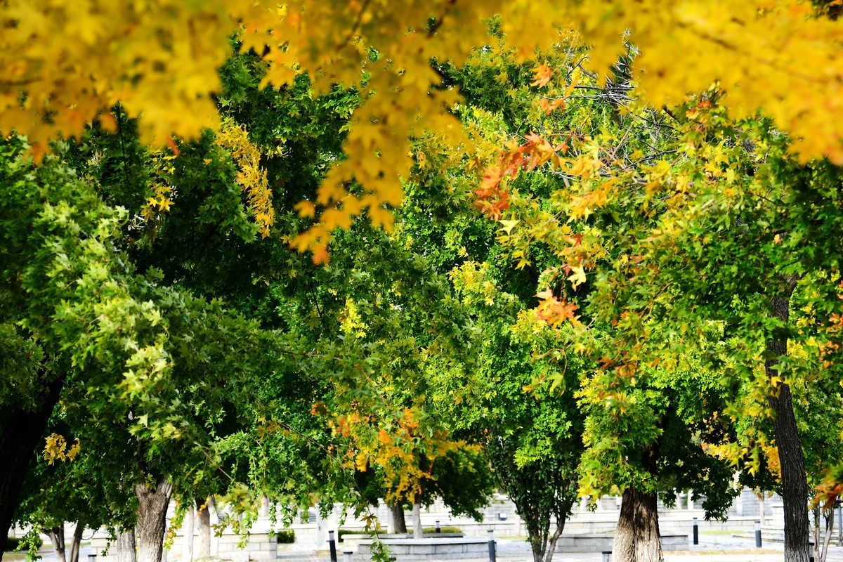 明湖广场秋意浓