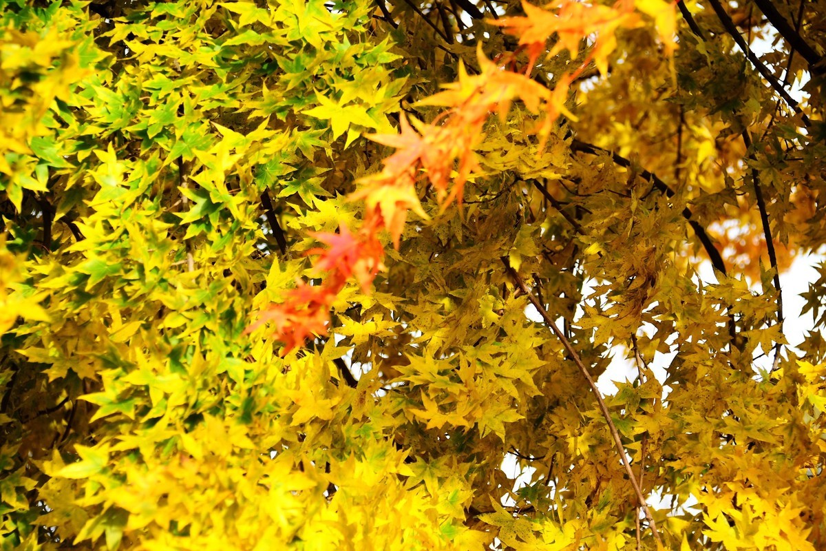 明湖广场秋意浓