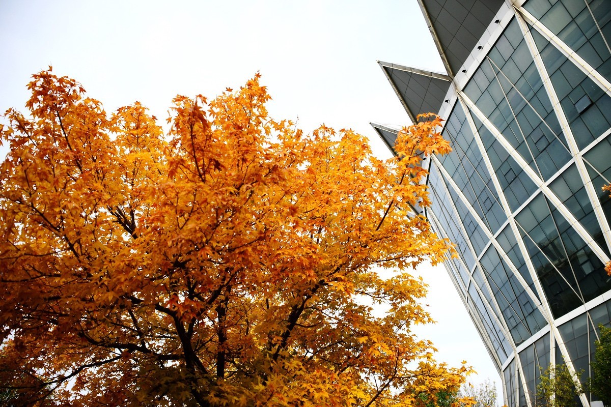 明湖广场秋意浓