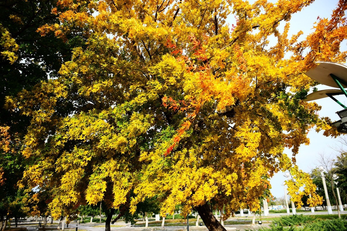 明湖广场秋意浓