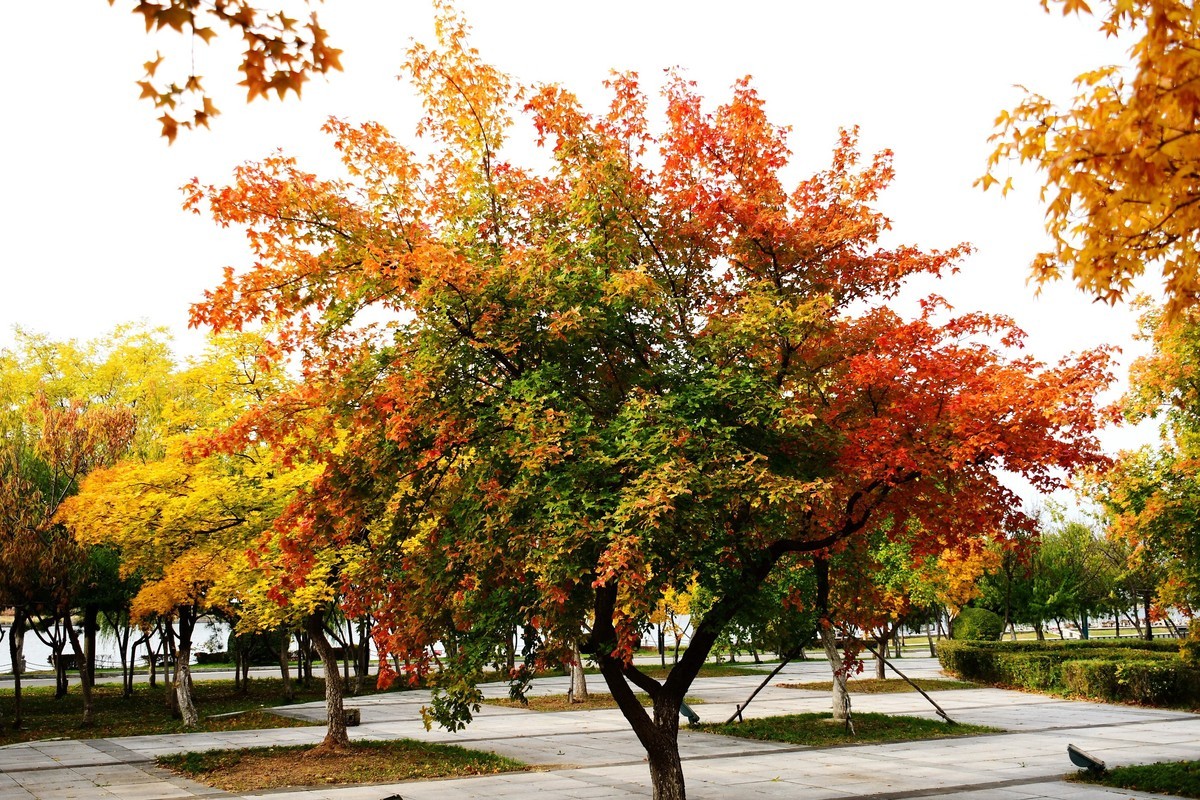 明湖广场秋意浓