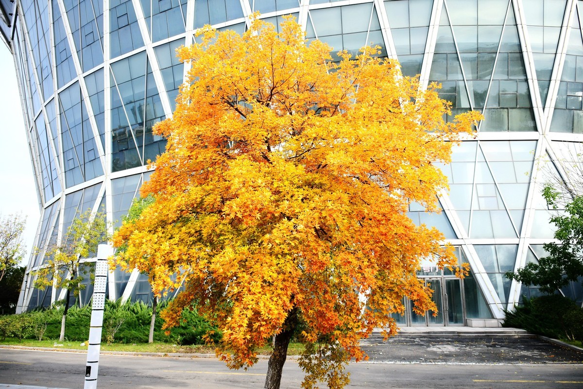 明湖广场秋意浓