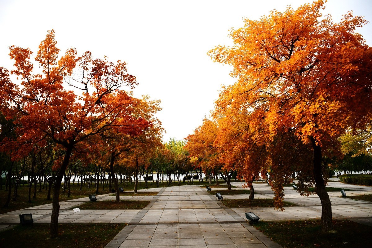 明湖广场秋意浓