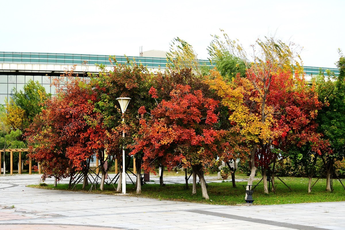 明湖广场秋意浓