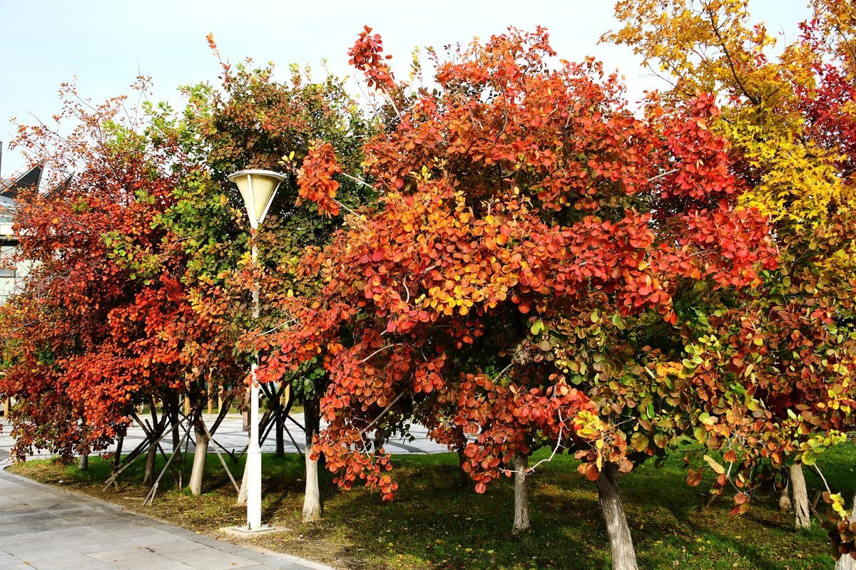 明湖广场秋意浓