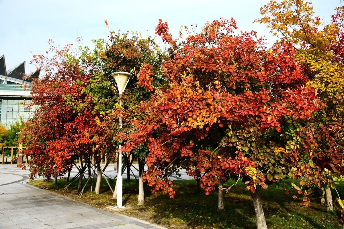 明湖广场秋意浓