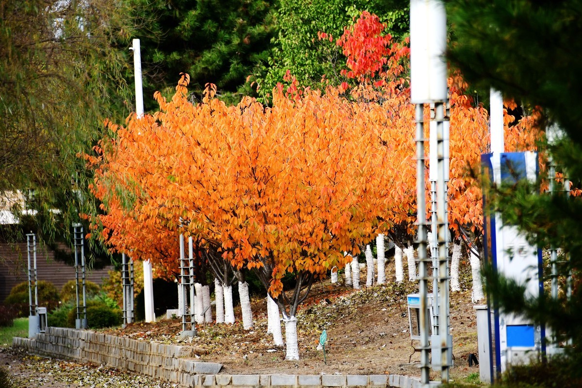 明湖广场秋意浓