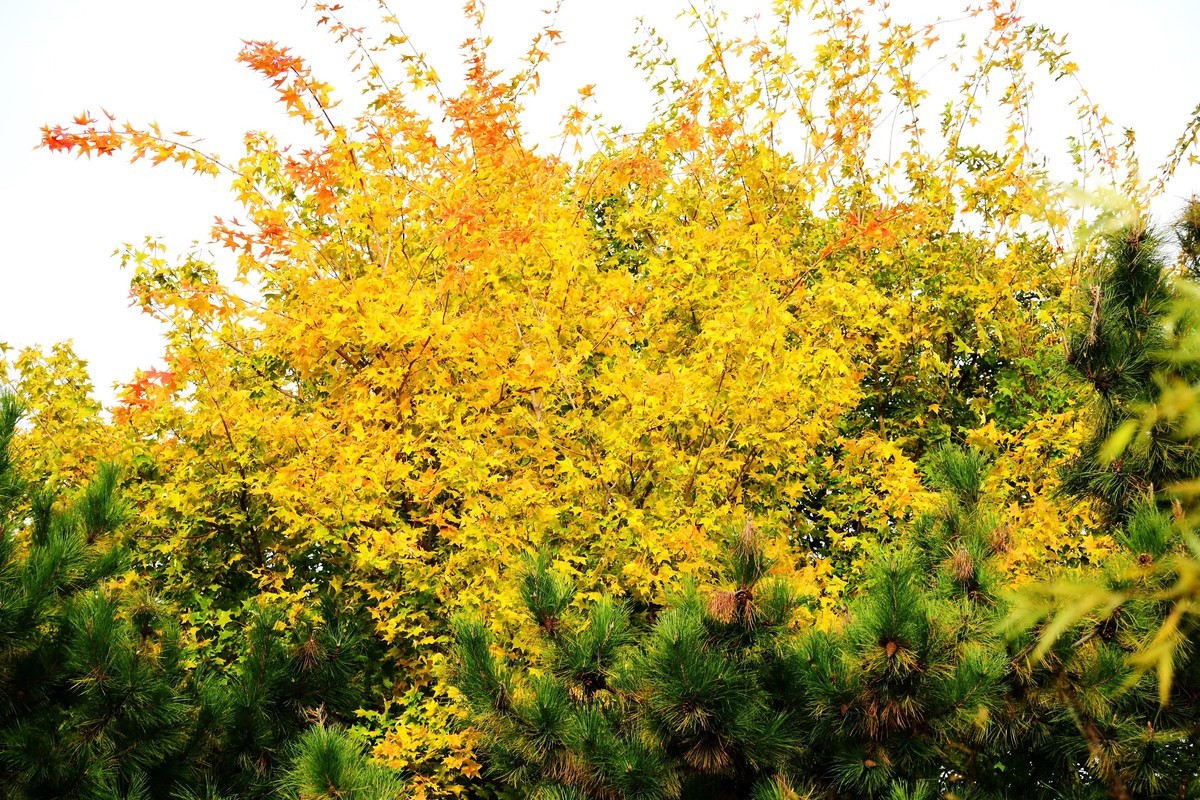 明湖广场秋意浓