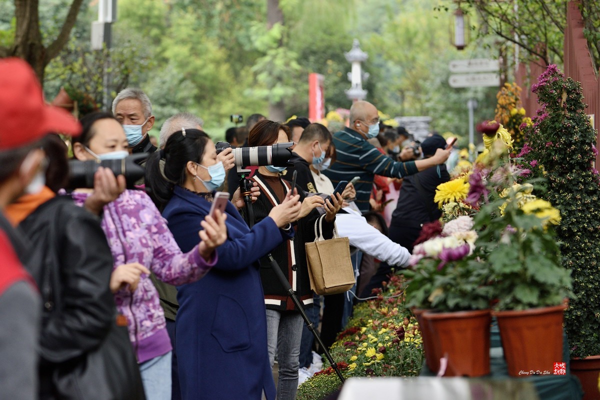2022成都第60届菊花展【6】
