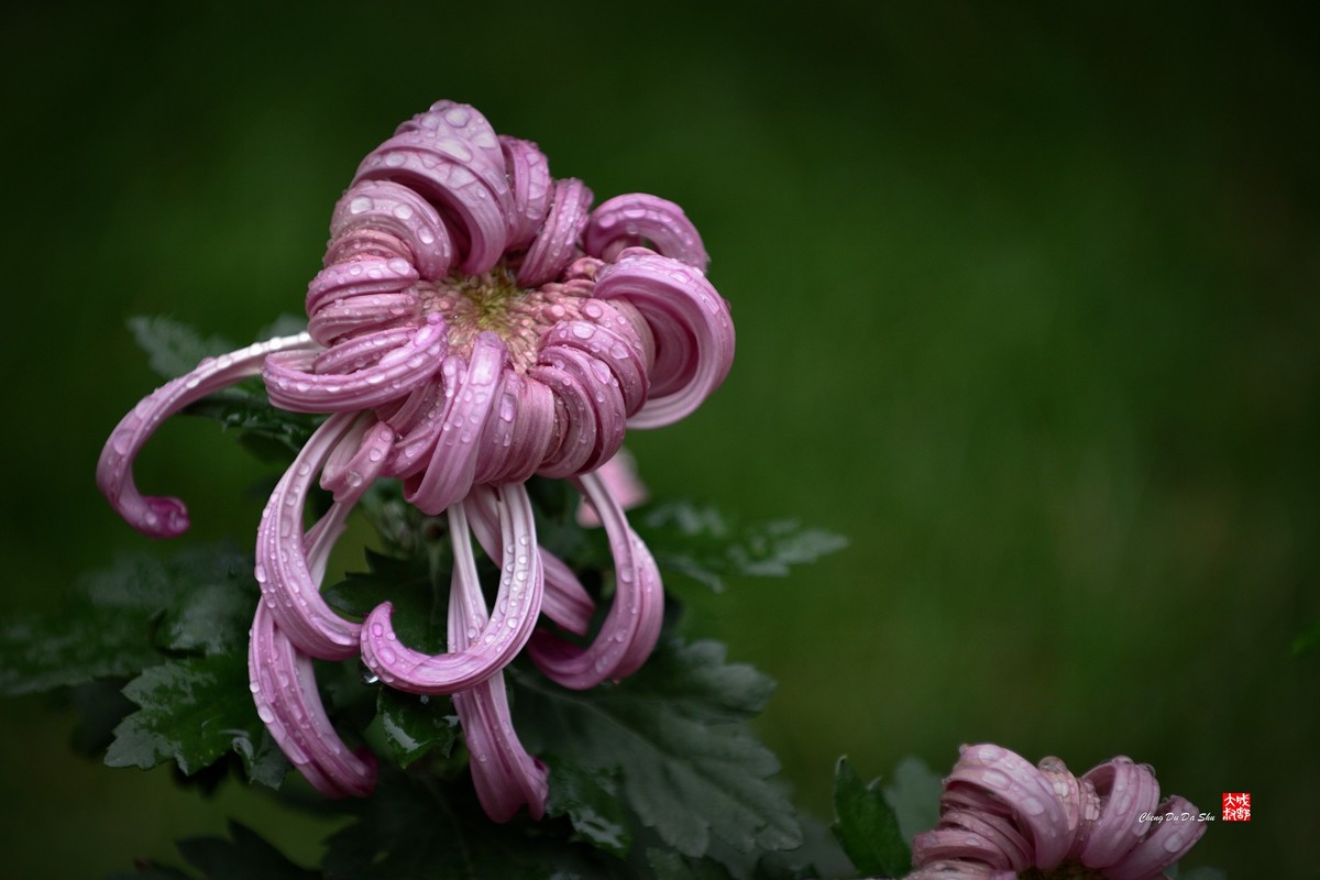 2022成都第60届菊花展【6】