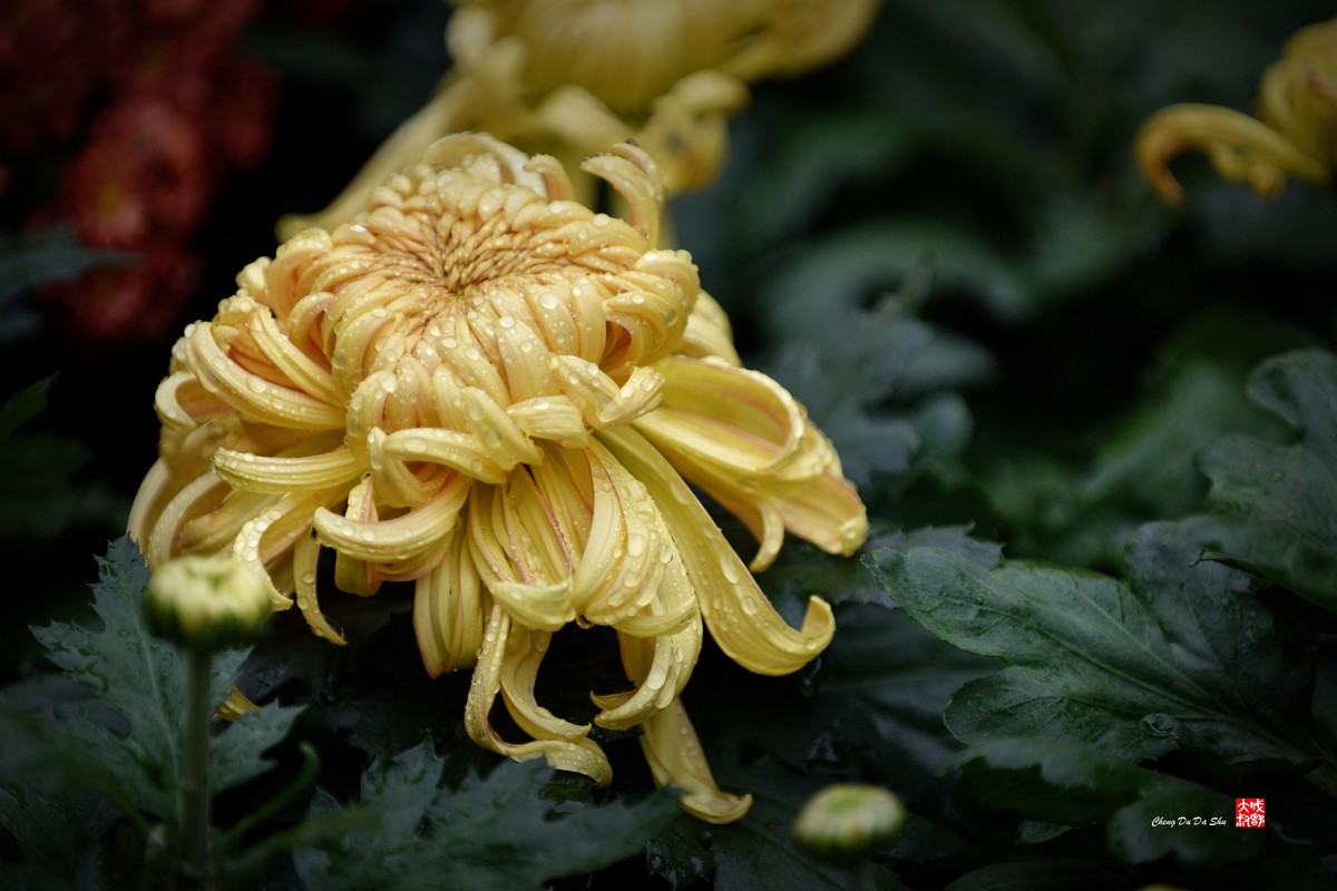 2022成都第60届菊花展【6】