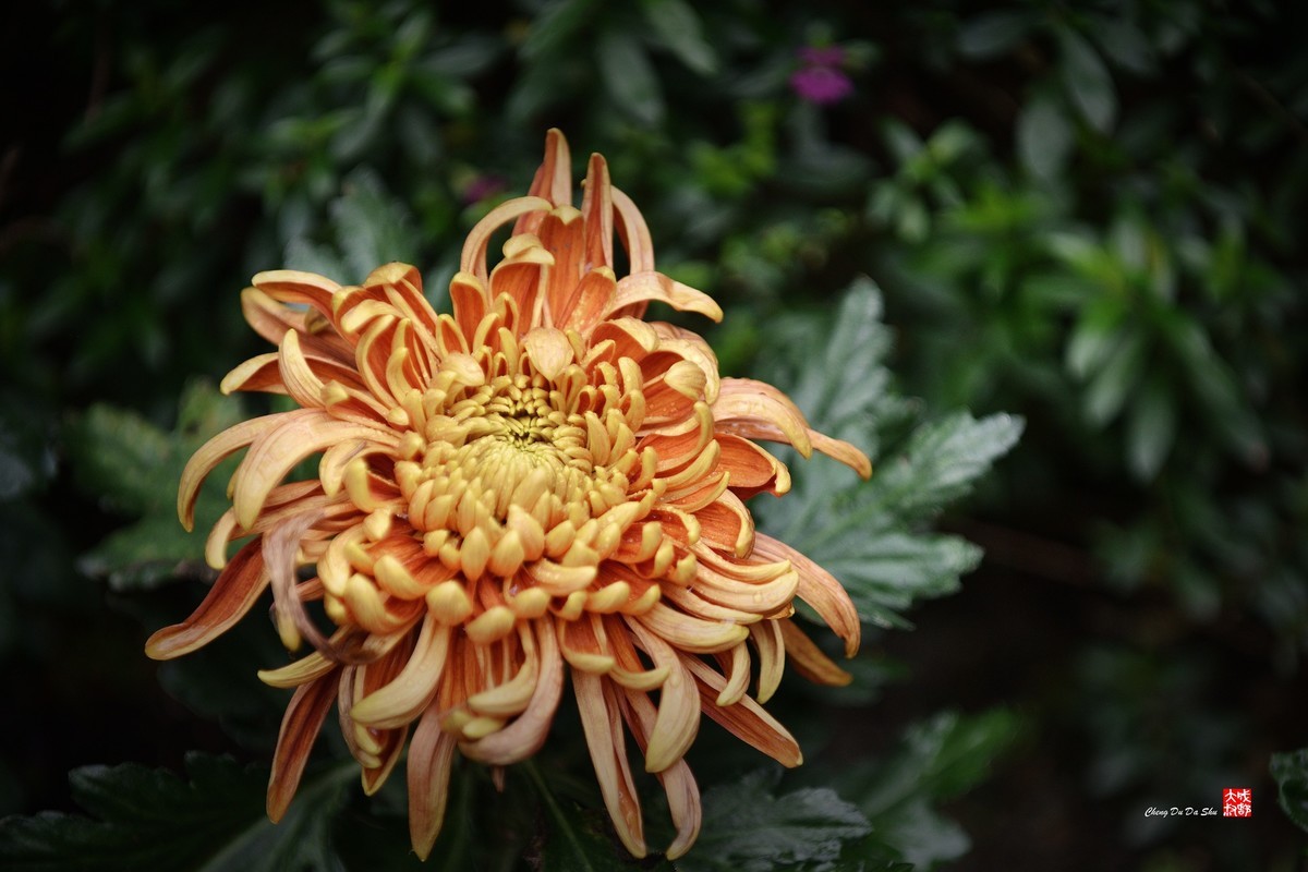 2022成都第60届菊花展【6】